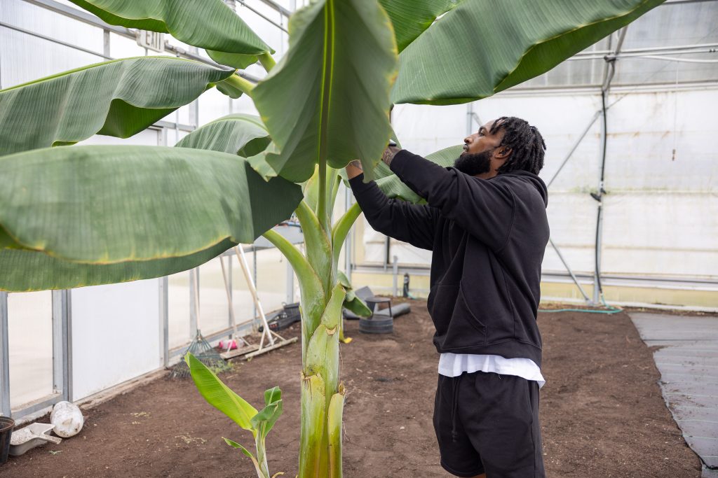 A man inspects a plant inside a greenhouse.