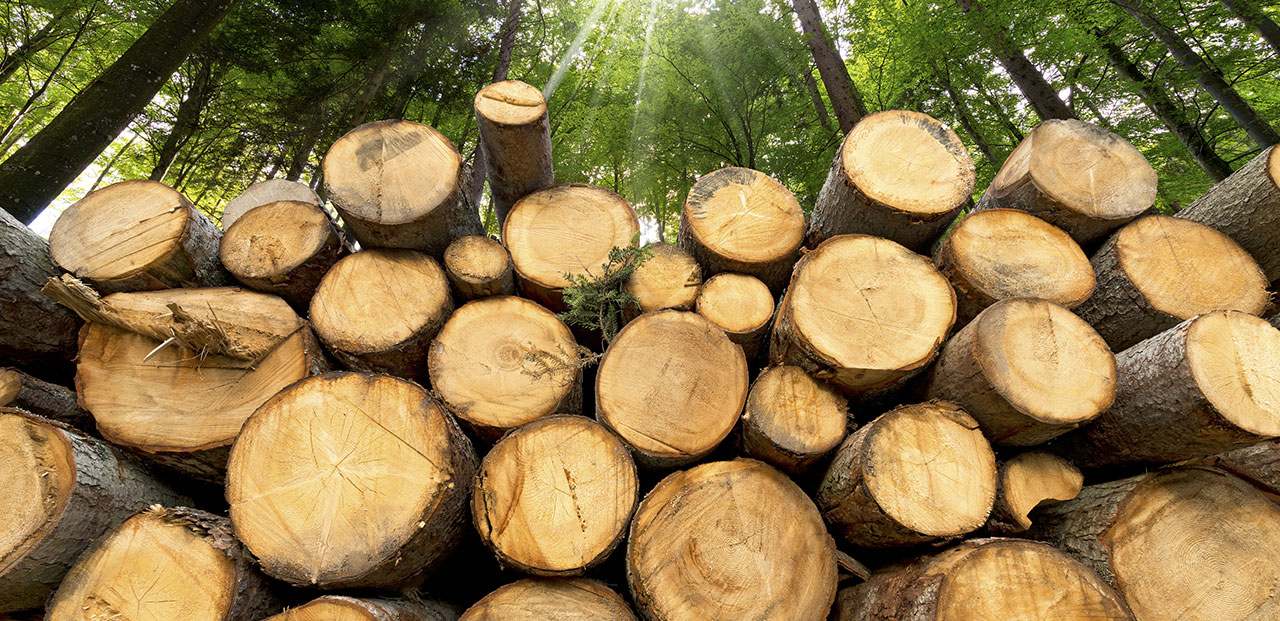 program-forest-managment